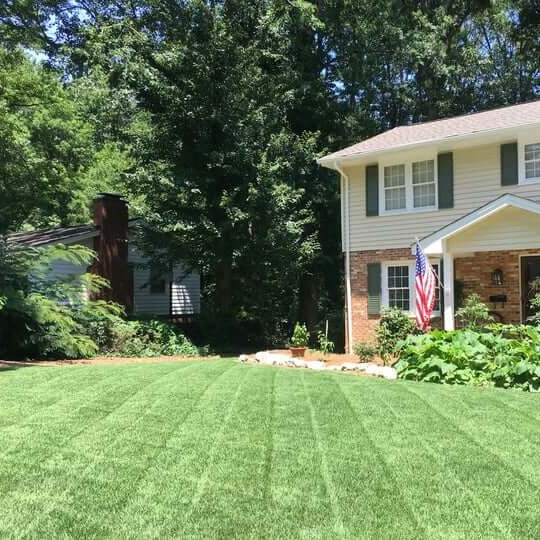 Compadre Zoysia Seeds - Flower Plant
