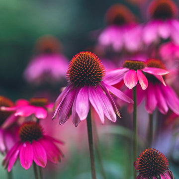 Cone Seeds – 'Baby Swan Pink'
