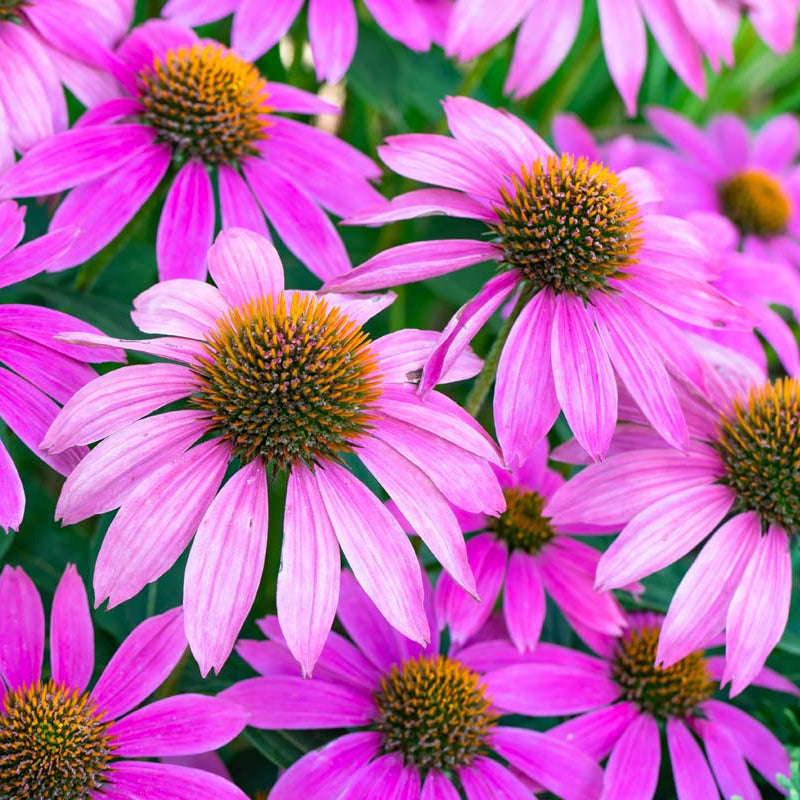 Cone Seeds – 'Baby Swan Pink'
