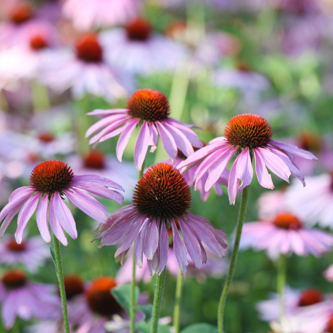 Coneflower Seeds
