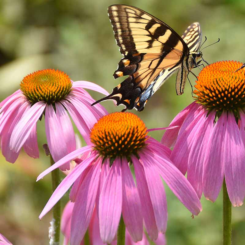 Coneflower Seeds – Attracts Bees and Butterflies
