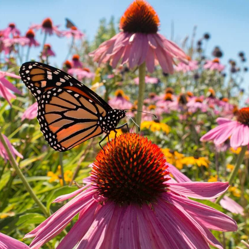 Coneflower Seeds – Attracts Bees and Butterflies

