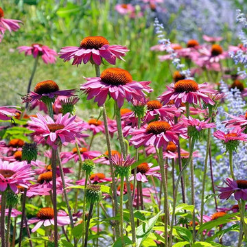 Coneflower Seeds – Beautiful
