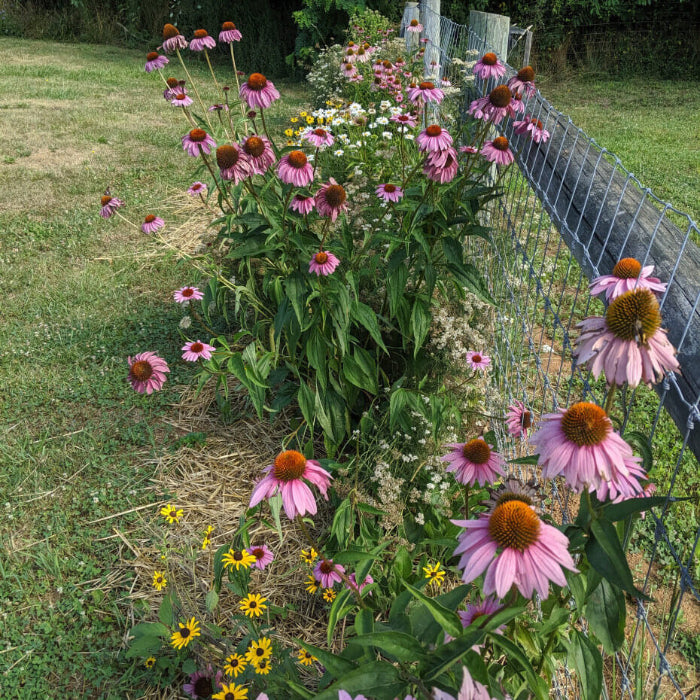 Coneflower Seeds – Beds
