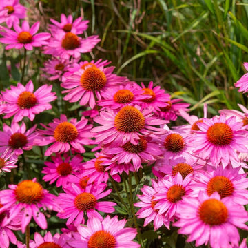 Coneflower Seeds – Bright
