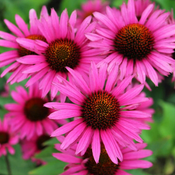 Coneflower Seeds – Bright
