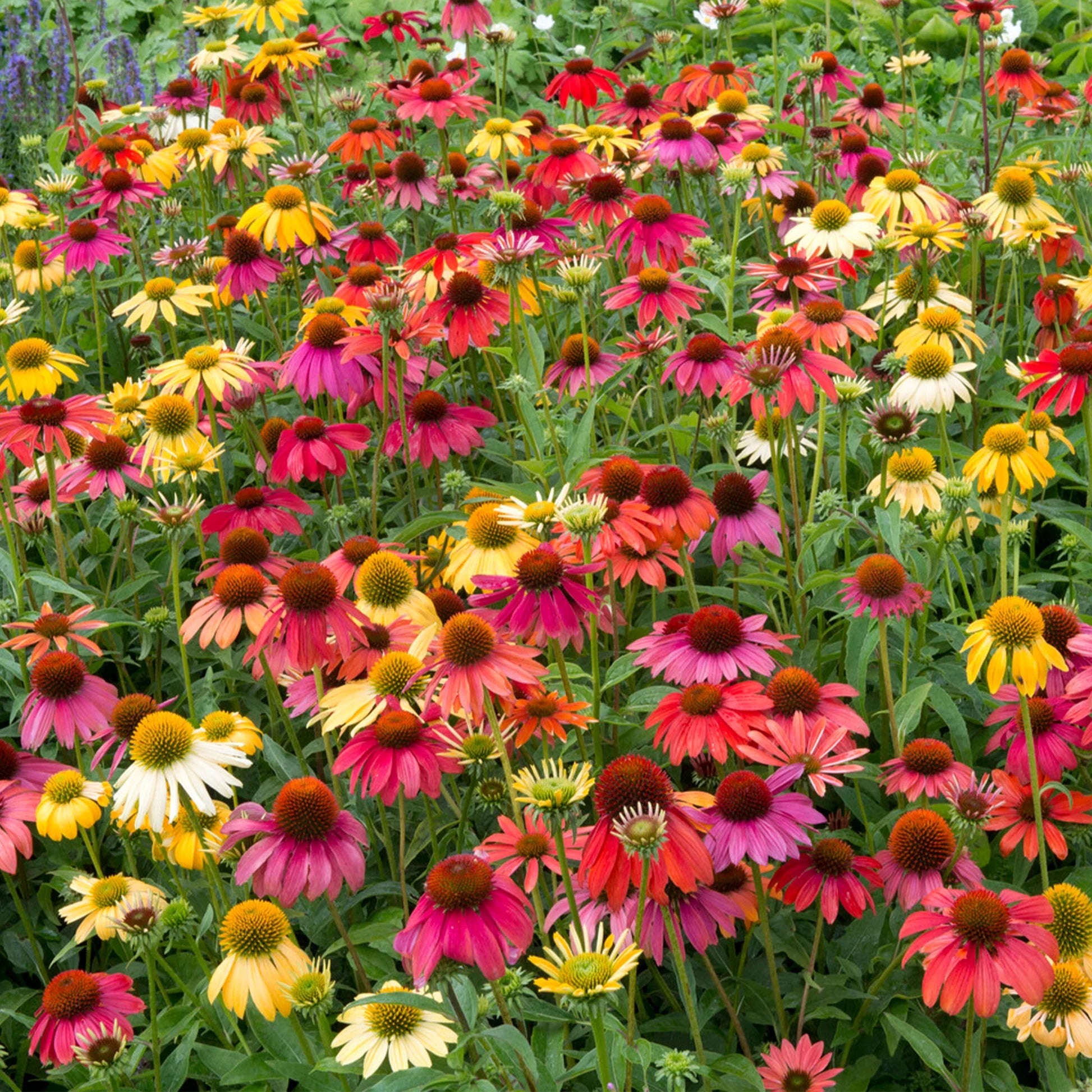 Coneflower Seeds – Cheyenne Spirit
