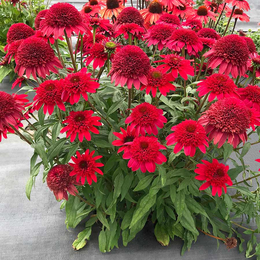 Coneflower Seeds – Dark Red
