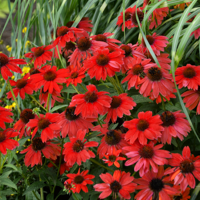Coneflower Seeds – Dark Red
