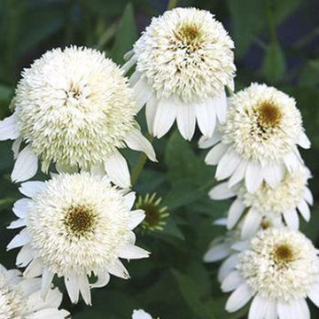 Coneflower Seeds – Double White

