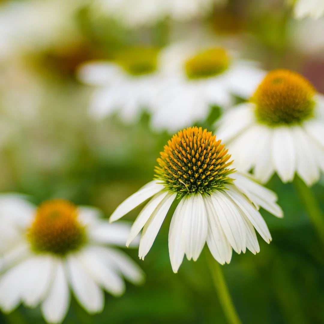 Coneflower Seeds – Heirloom Perennial
