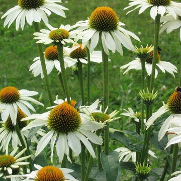 Coneflower Seeds – Heirloom Perennial
