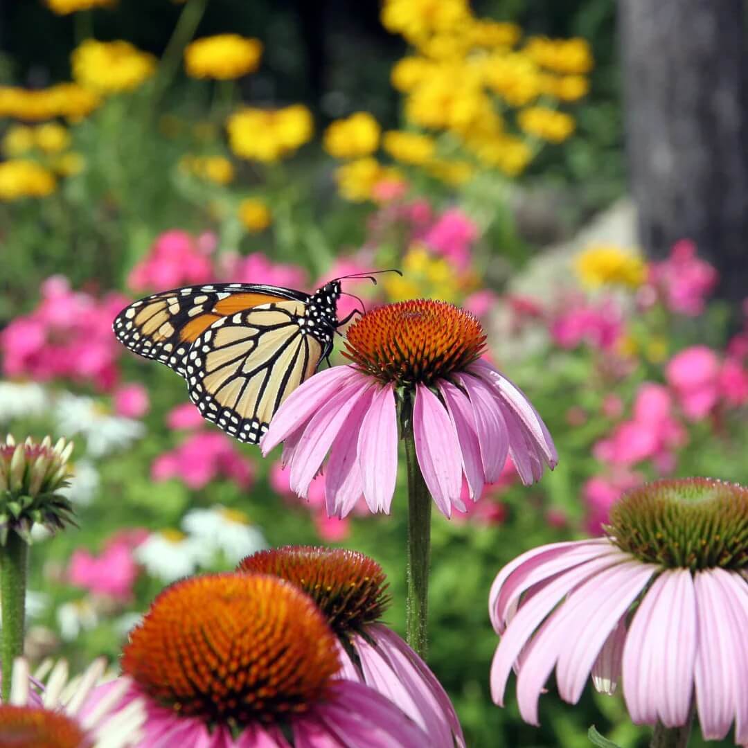 Coneflower Seeds – Organic, Attracts Bees and Butterflies
