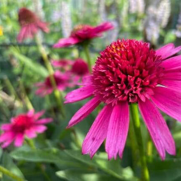 Coneflower Seeds – Organic Pollinator
