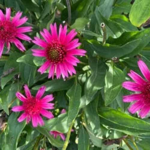 Coneflower Seeds – Organic Pollinator
