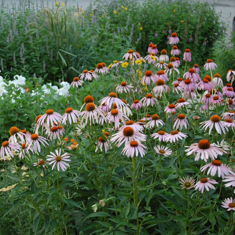 Coneflower Seeds – Pollinator
