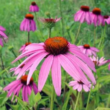 Coneflower Seeds – Purple
