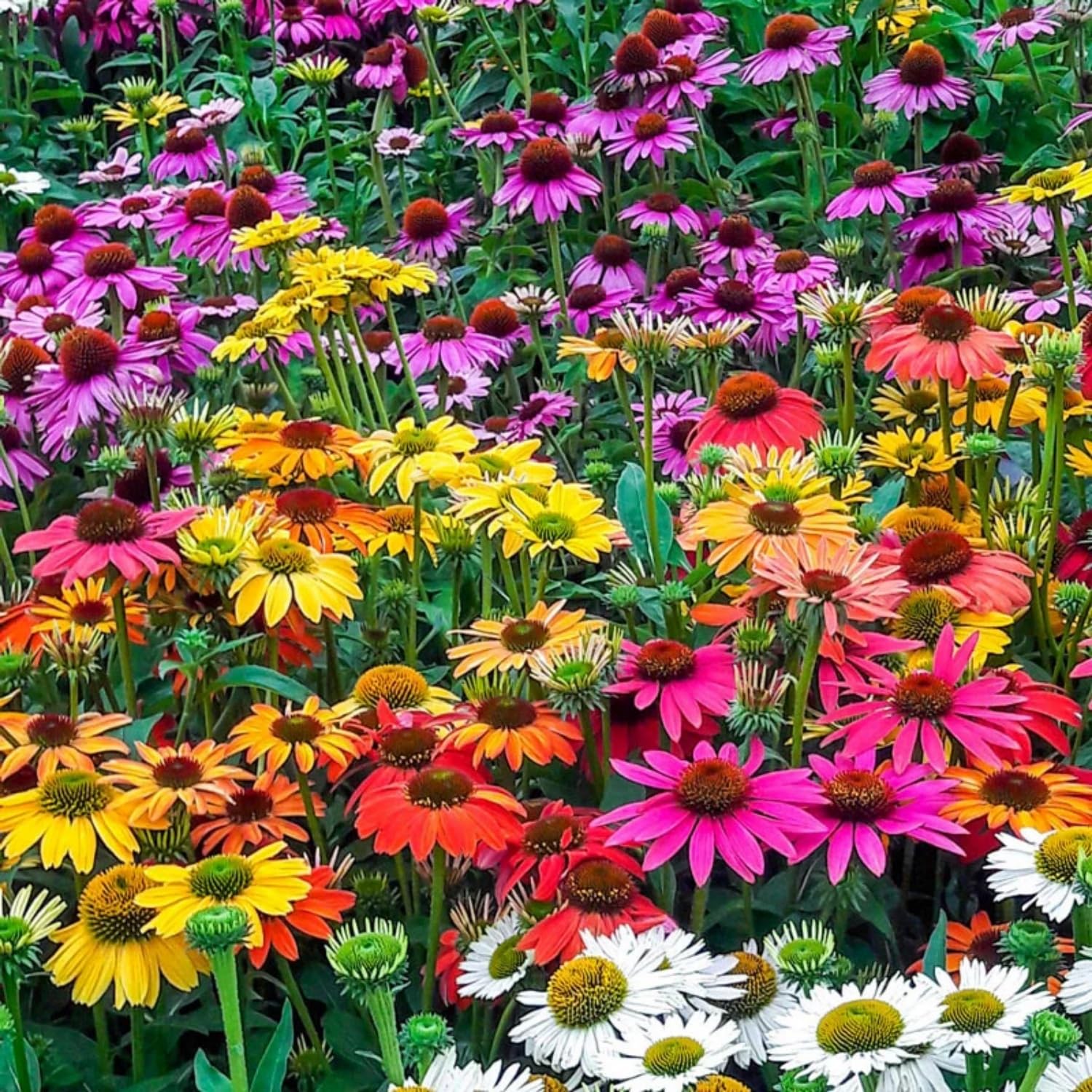 Coneflower Seeds – Rare Mix
