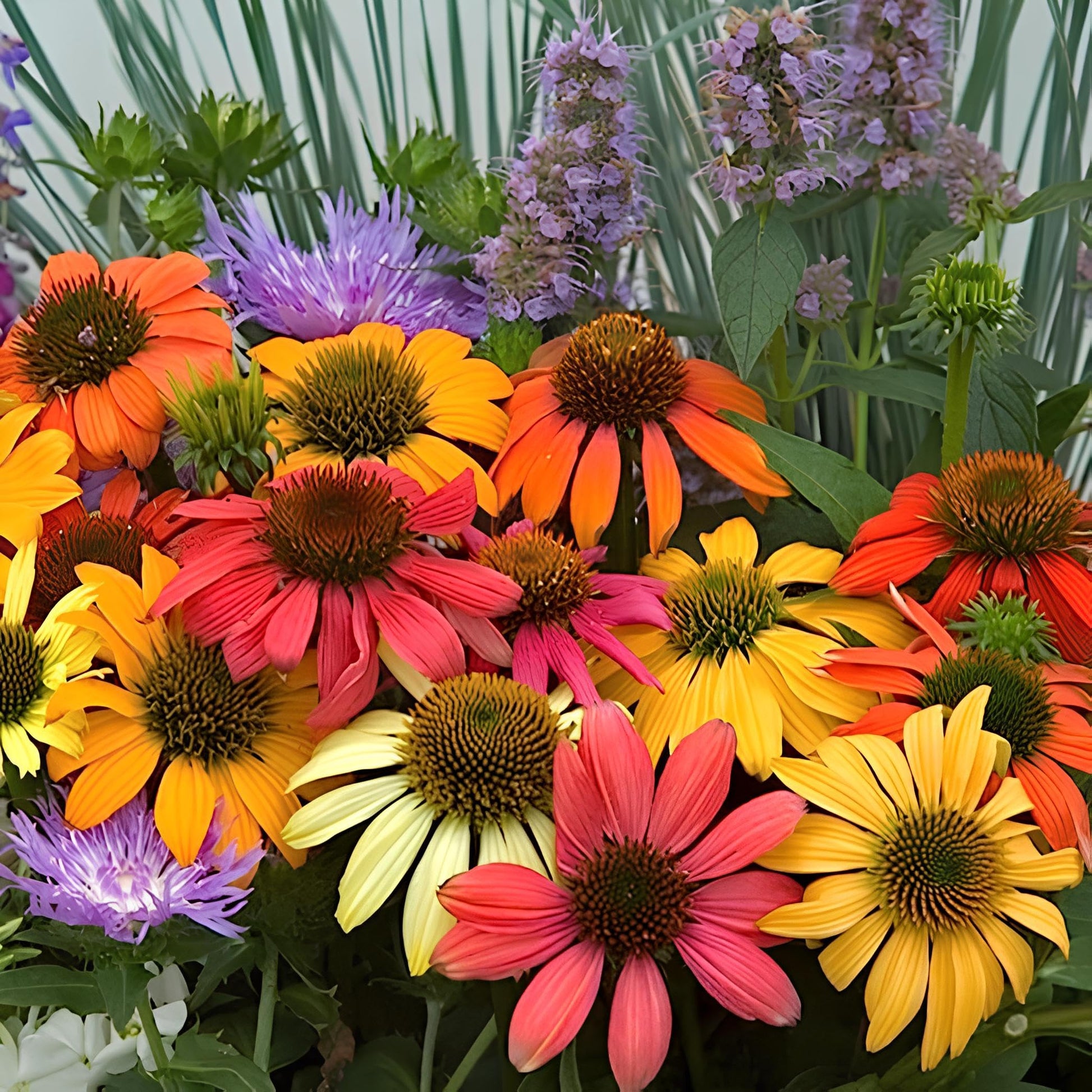 Coneflower Seeds – Rare Mix
