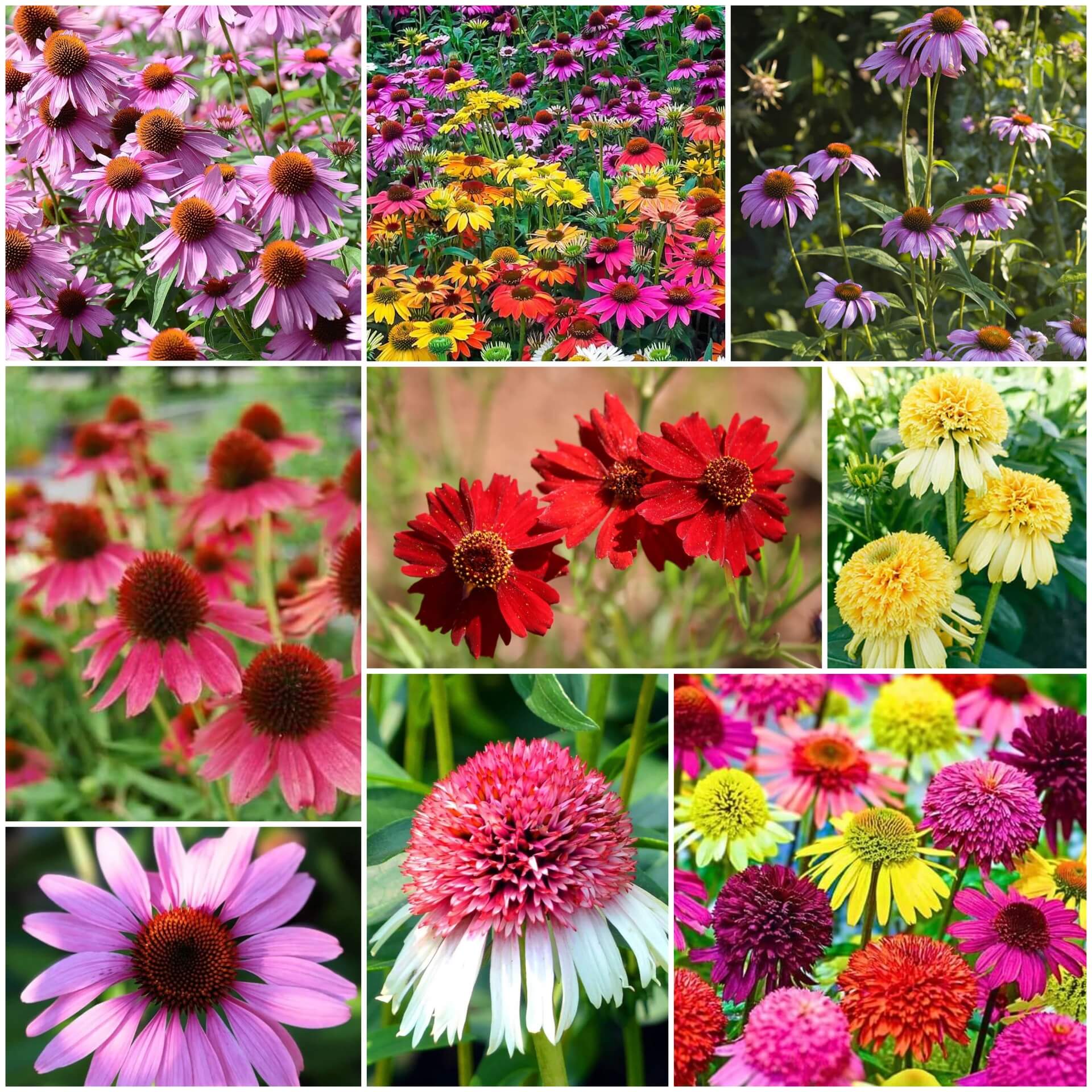 Coneflower Seeds - All In One For Home Gardens