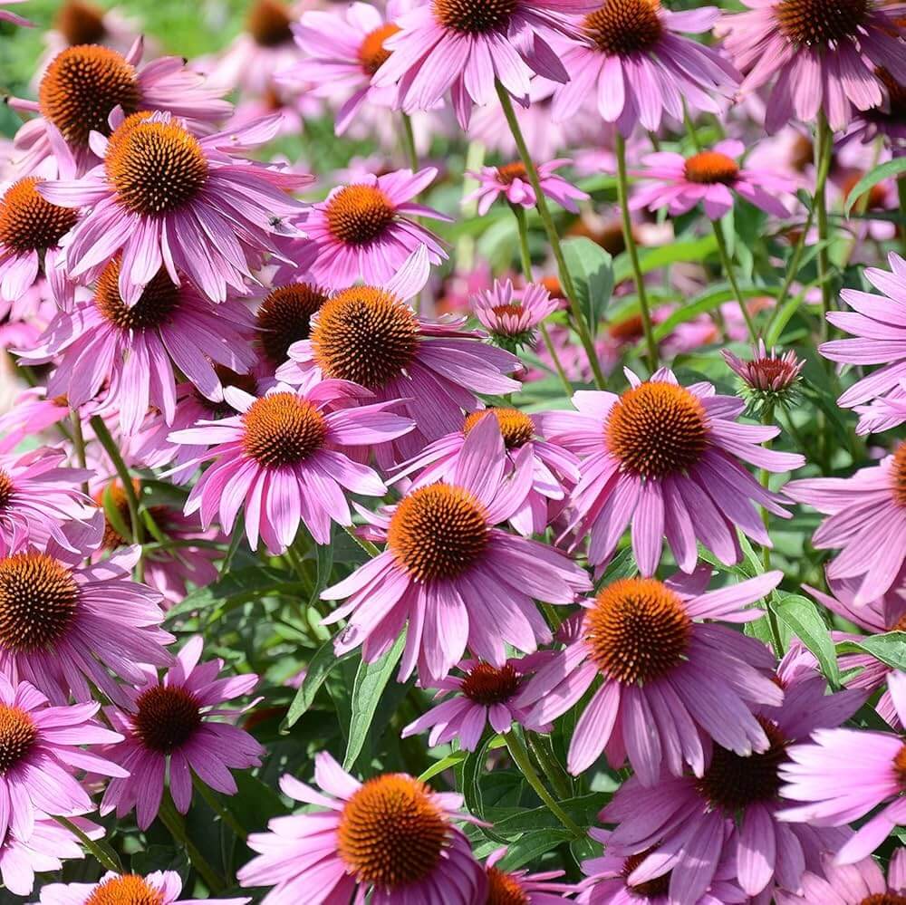 Coneflower Seeds - All In One For Home Gardens