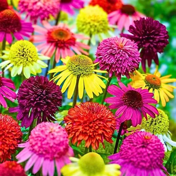 Coneflower Seeds - All In One For Home Gardens