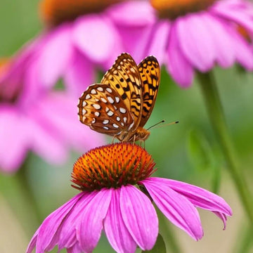 Coneflower Seeds – Attracts Bees and Butterflies
