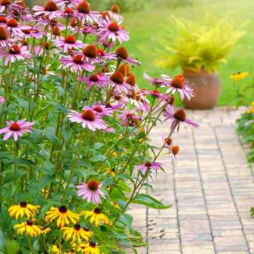 Coneflower Seeds – Beautiful
