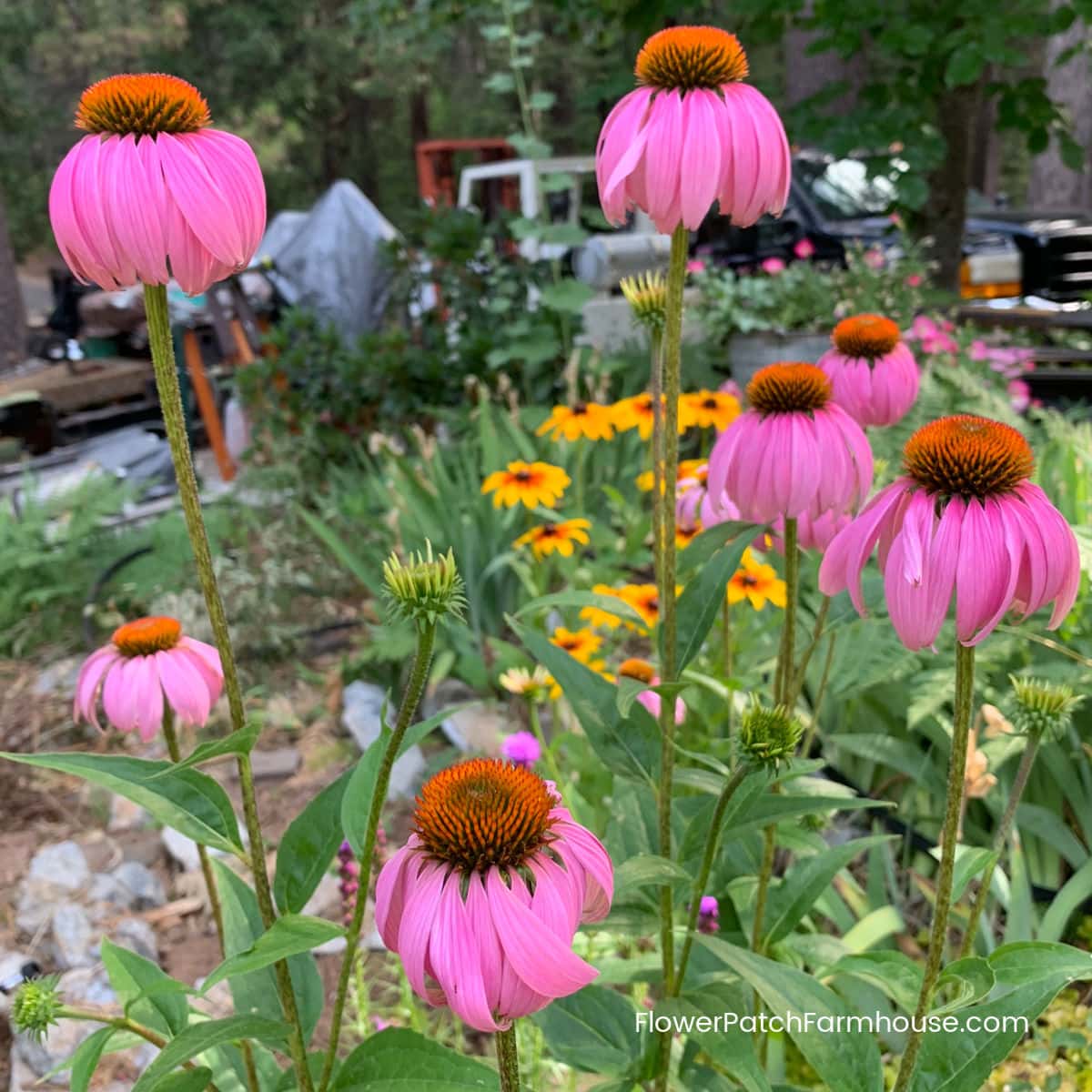 Coneflower Seeds – Beds
