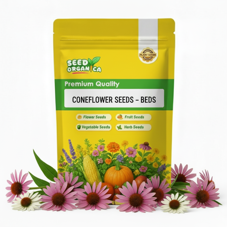 Coneflower Seeds – Beds