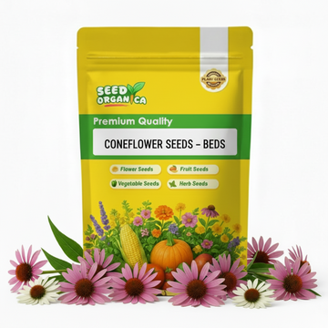 Coneflower Seeds – Beds