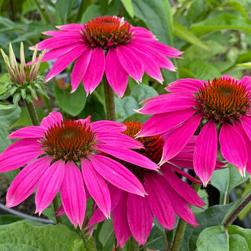 Coneflower Seeds – Bright
