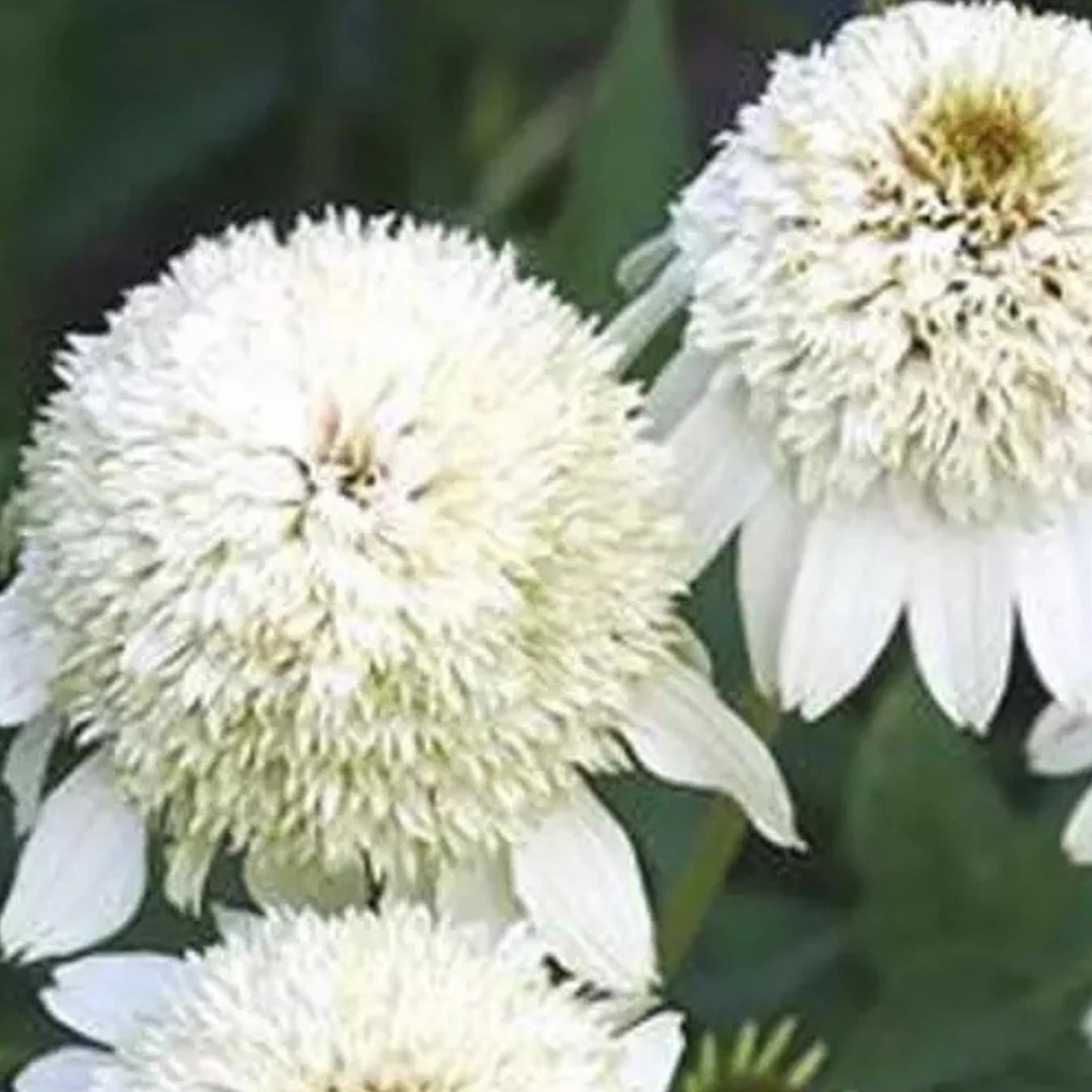 Coneflower Seeds – Double White
