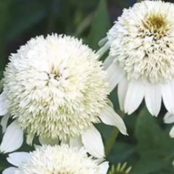 Coneflower Seeds – Double White
