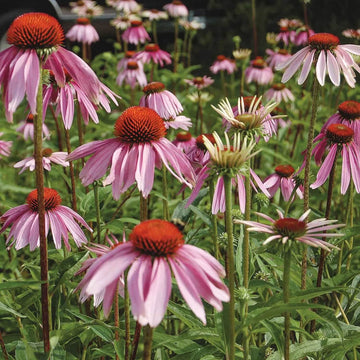 Coneflower Seeds – Eco Friendly
