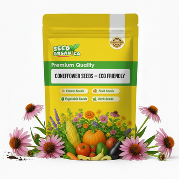 Coneflower Seeds – Eco Friendly