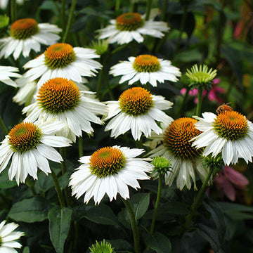 Coneflower Seeds – Heirloom Perennial
