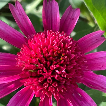 Coneflower Seeds – Organic Pollinator
