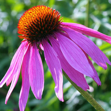 Coneflower Seeds – Purple
