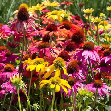Coneflower Seeds – Rare Mix
