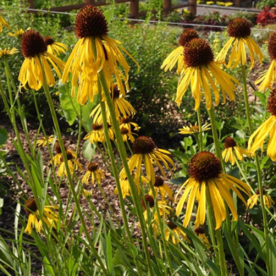 Coneflower Seeds – Yellow

