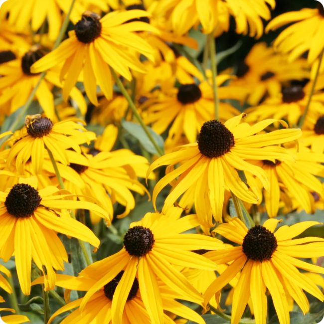 Coneflower Seeds – Yellow
