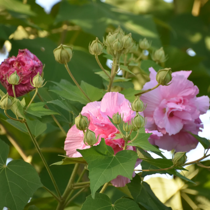 Confederate Rose Seeds – Double Bloom

