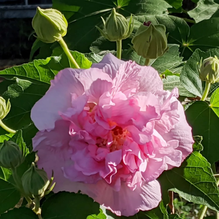 Confederate Rose Seeds – Double Bloom
