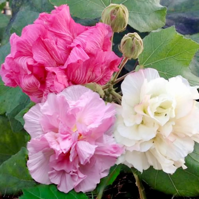 Confederate Rose Seeds – Double Bloom
