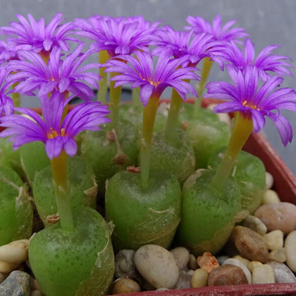 Conophytum Hammeri Plant Seeds - All In One For Home Gardens