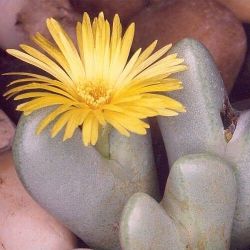 Conophytum Hammeri Plant Seeds - All In One For Home Gardens