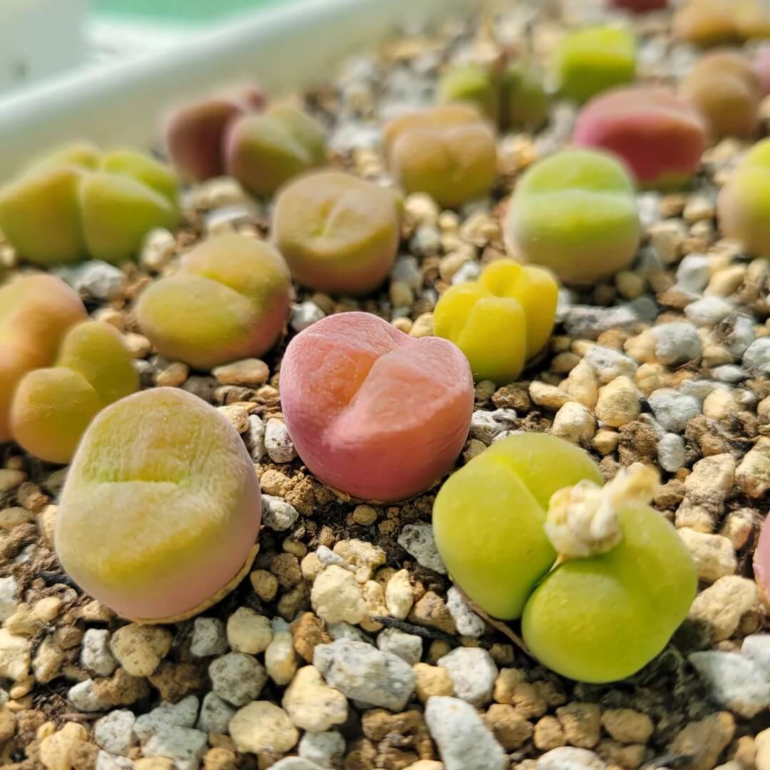 Conophytum Hammeri Plant Seeds - All In One For Home Gardens
