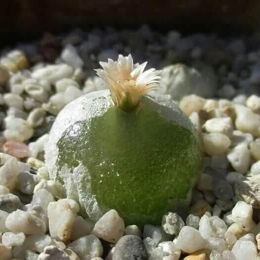 Conophytum Hammeri Plant Seeds - All In One For Home Gardens