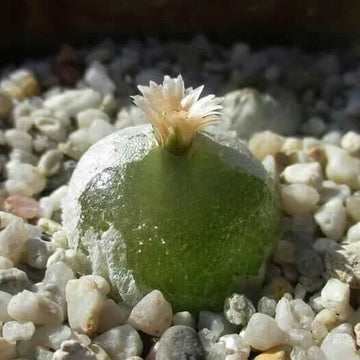 Conophytum Hammeri Plant Seeds - All In One For Home Gardens